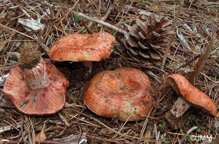 Lactarius vinosus = Lactarius sanguifluus var. violaceus